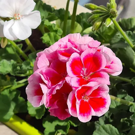 Pearl House * Aveiro